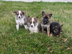 Daisy and Roscoe's puppies