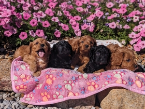 Jewel and Jetts Cavapoo litter