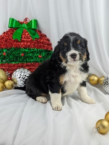 Kalena mini Bernadoodle puppy