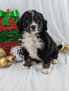 Koda mini Bernadoodle puppy