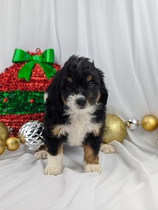 Kiona Mini Bernadoodle puppy