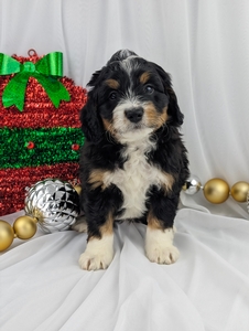 King mini Bernadoodle puppy