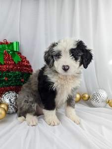 Rosie mini bernadoodle puppy