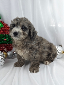 Robbie mini bernadoodle puppy