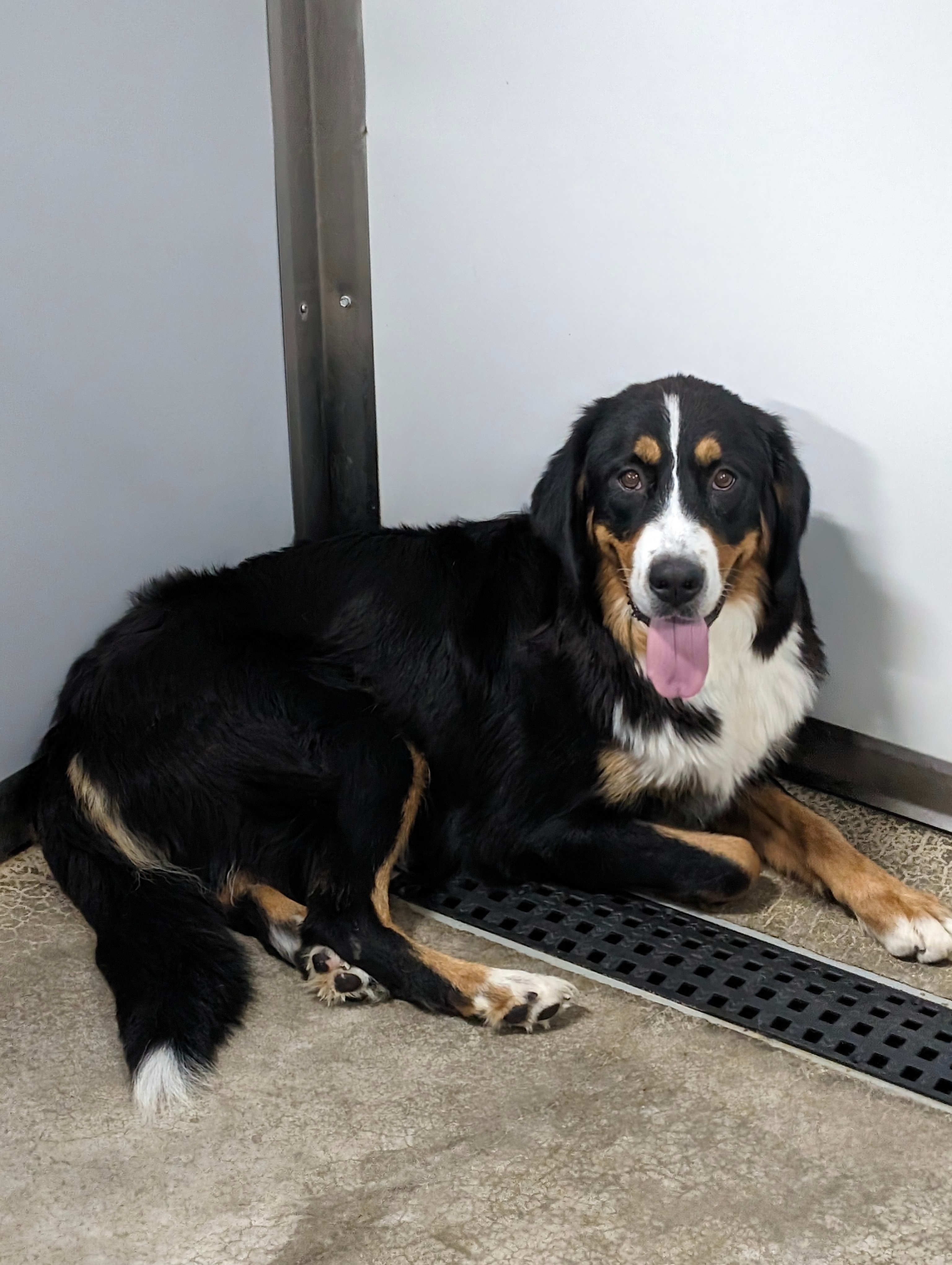 Bernese Mountain Dog Katie