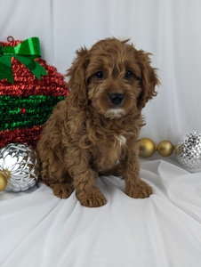 Rusty cavapoo puppy