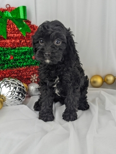 Riana Cavapoo puppy