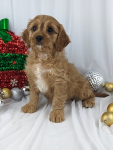 Renold cavapoo puppy