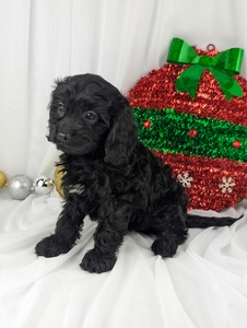 Rena Cavapoo puppy