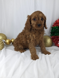 Ruby Cavapoo puppy