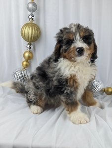 Sonny mini Bernadoodle puppy