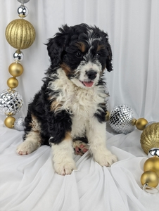 Scooby mini Bernadoodle puppy