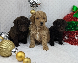 Daisy and Jetts mini poodle puppies