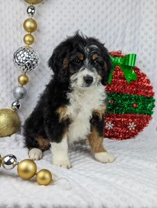 Samson mini bernedoodle puppy