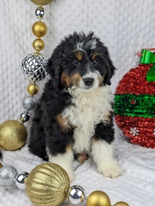 Snoopy mini Bernadoodle puppy