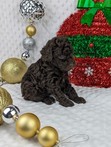 Dylan mini poodle puppy