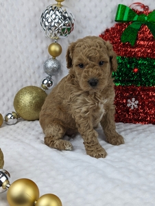 Darla mini poodle puppy