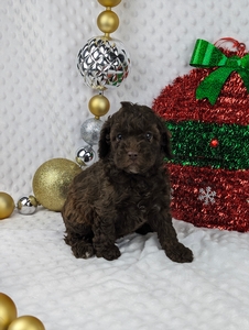 Dakota mini poodle puppy