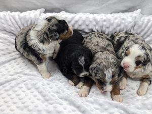 Katie and Cyclone's Mini bernadoodle puppies