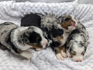 Josie and Cyclones mini Bernadoodle puppies