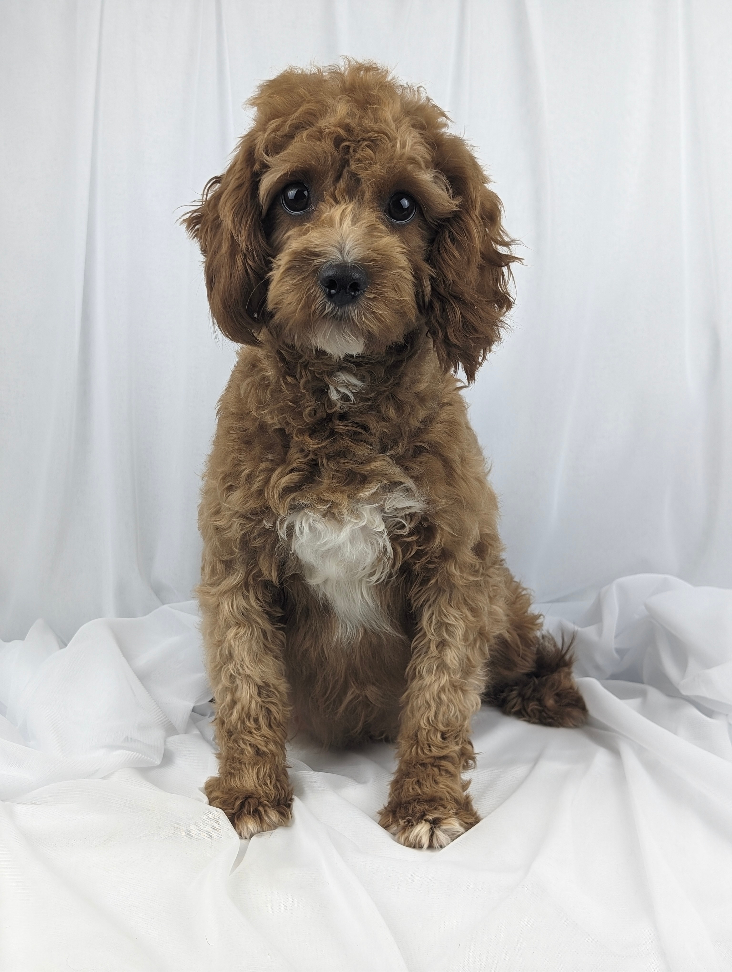 Sandra Cavapoo female