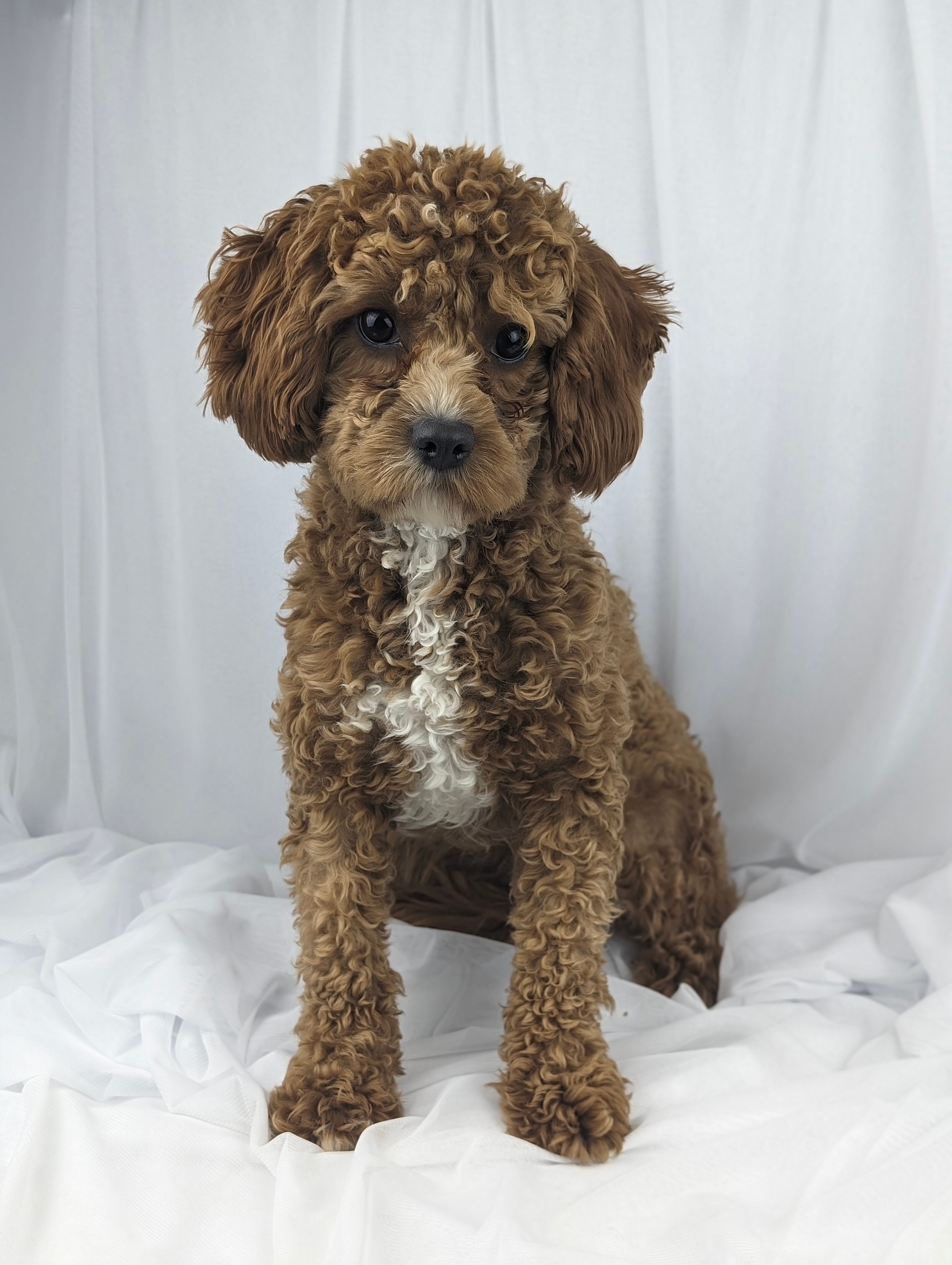 Suzzie Cavapoo female 