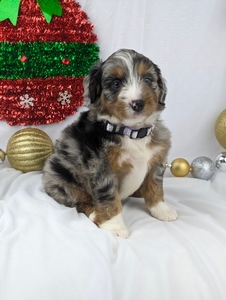 Miss Sheila mini bernedoodle puppy