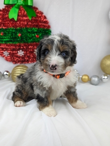 Mr. Skippy mini bernadoodle puppy