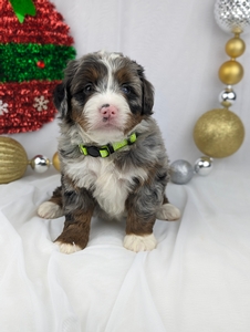 Miss Sandy mini Bernadoodle puppy