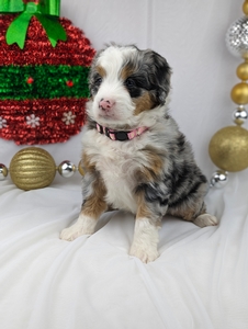 Miss Jetta mini bernedoodle puppy