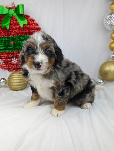 Mr. Joey mini Bernadoodle puppy