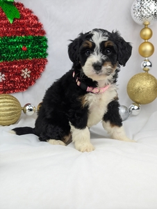 Missy mini bernadoodle puppy