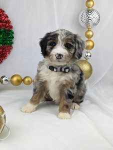 Millie mini bernedoodle puppy