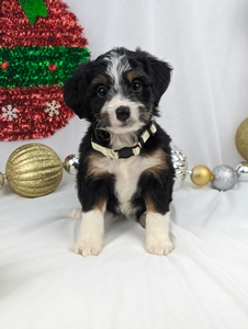 Mae mini bernadoodle puppy