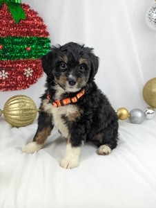 Maggie Mini Bernadoodle puppy