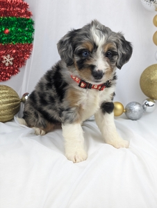 Morgan mini bernadoodle puppy