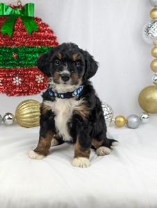 Marlo mini bernedoodle puppy