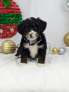 Madison mini Bernadoodle puppy