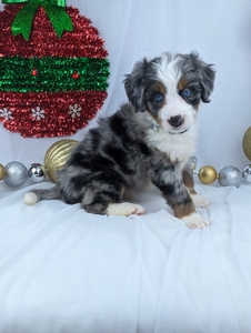 Monty mini Bernadoodle puppy