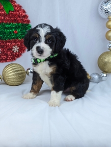 Max mini Bernadoodle puppy