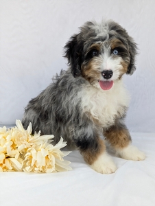 Mr. Skippy mini bernadoodle puppy