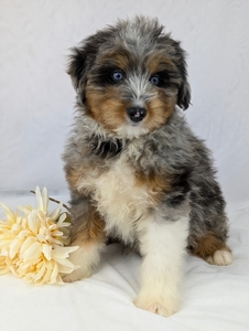 Mr. Spike mini Bernadoodle puppy