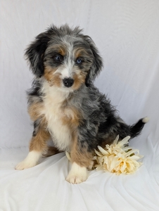 Miss Sheila mini bernedoodle puppy