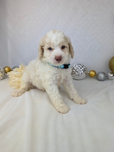 Jimmy Cavapoo puppy