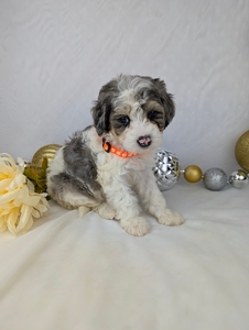 Miss Jasmine Cavapoo puppy