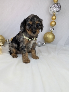 Mr Johny Cavapoo puppy 