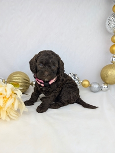 Miss Jill Cavapoo puppy