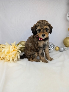 Miss Janet cavapoo puppy