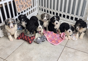 Lola and Rangers mini bernedoodle puppies 