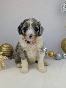 Paris mini Bernadoodle puppy